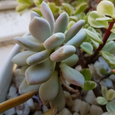 Pachyphytum 'Moonstones'