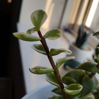 Portulacaria afra 'Variegated'