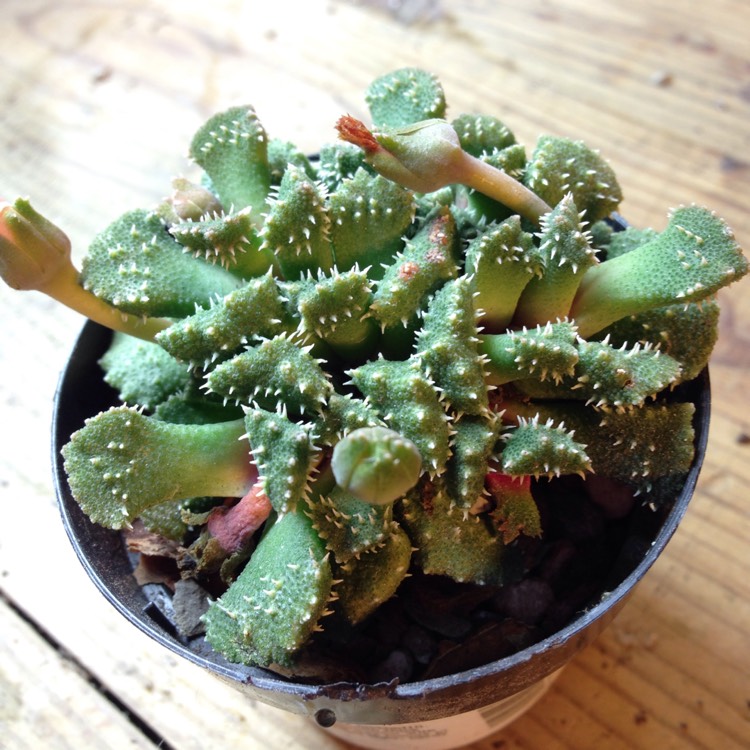 Plant image Aloinopsis malherbei