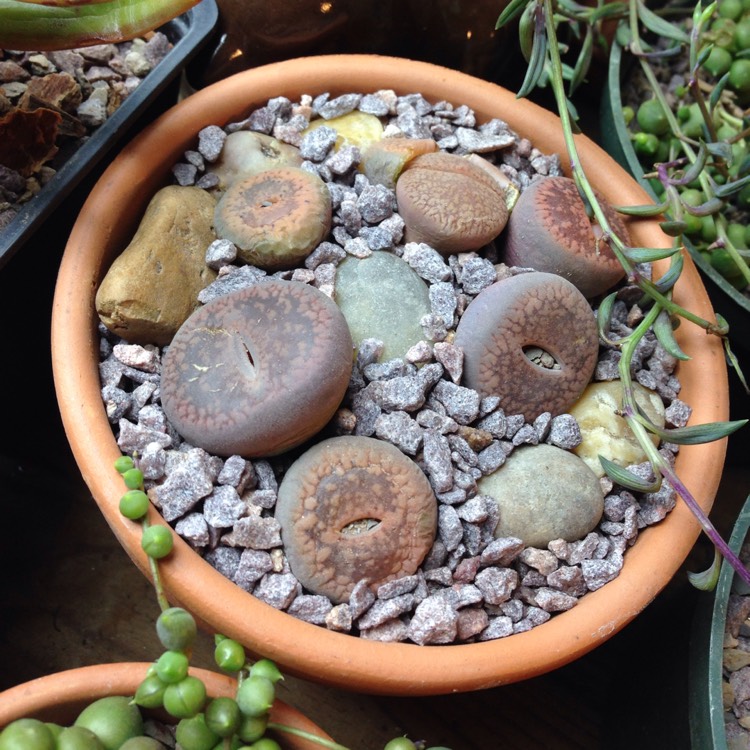 Plant image Lithops Lesliei var. Hornii