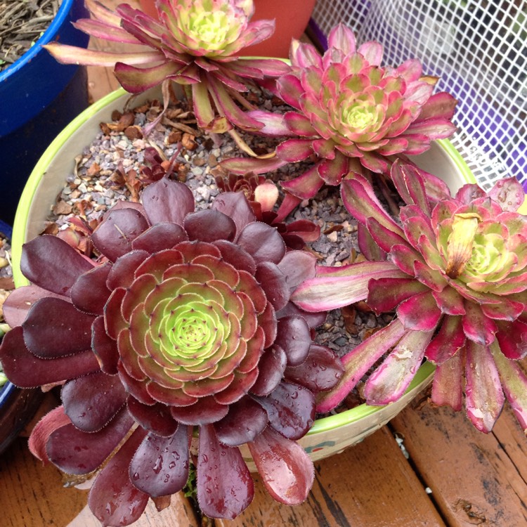 aeonium mardi gras size