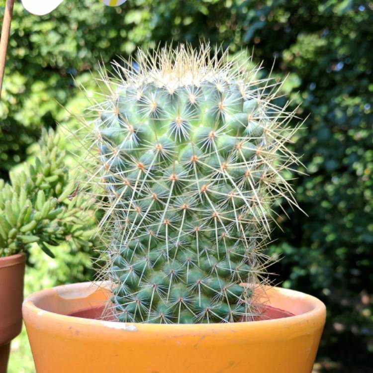 Plant image Mammillaria pilcayensis