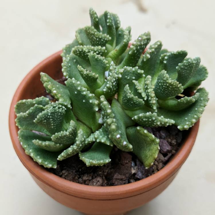 Plant image Aloinopsis malherbei