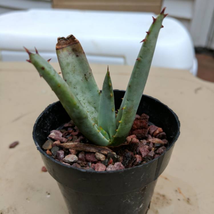 Plant image Aloe 'Claviflora'