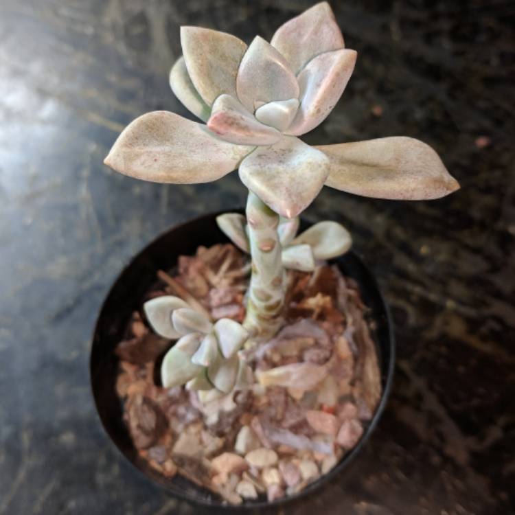 Plant image Graptopetalum Marquise de Sevigne