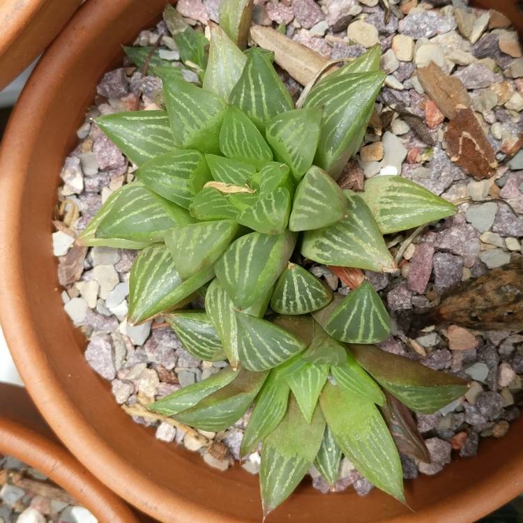 Plant image Haworthia Turgida