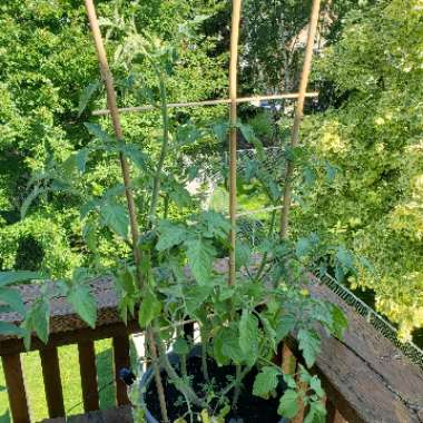 Bush Tomato 'Terenzo' (Cherry Tomato)