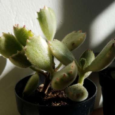 Cotyledon 'Bears Paws Variegated White'