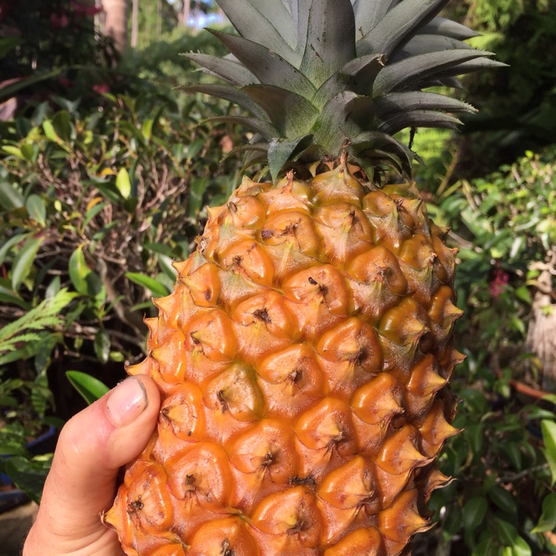 Ananas comosus