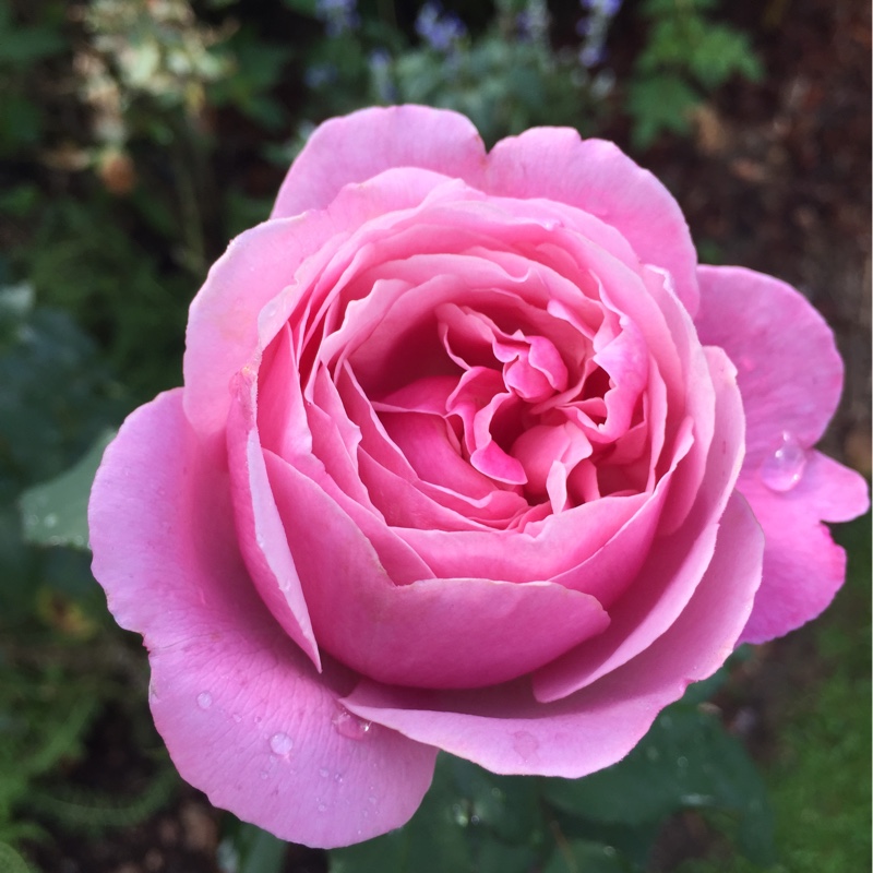 Rosa 'Dearest'