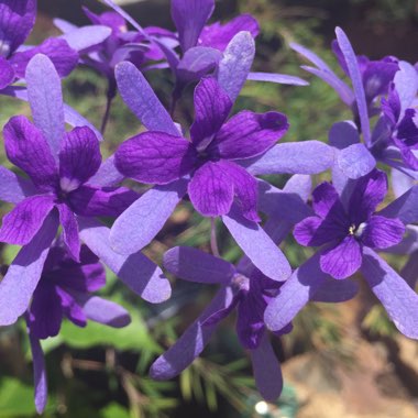 Petrea volubilis