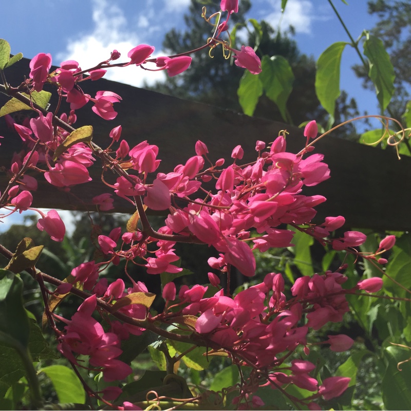 Plant image Antigonon leptopus