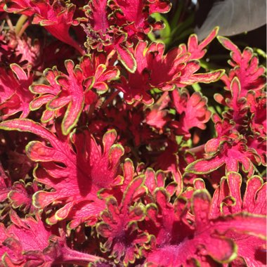 Plectranthus scutellarioides 'Coral Ruffles'