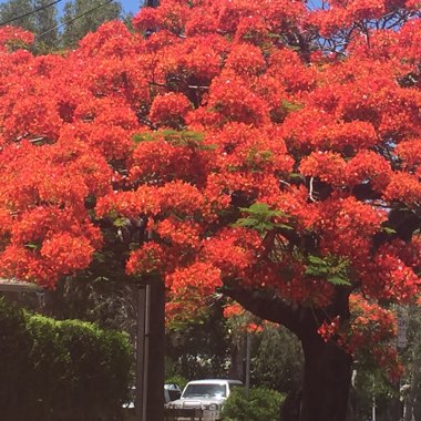 Delonix regia