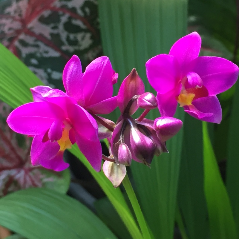 Plant image Spathoglottis plicata - Purple