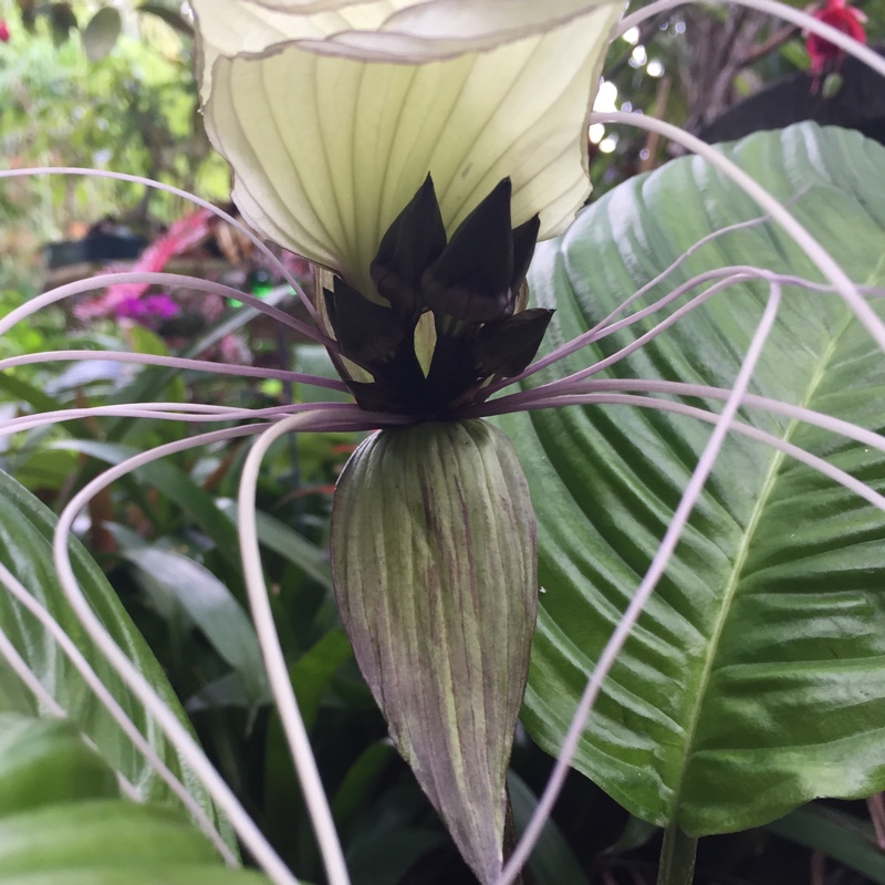 Tacca Integrifolia