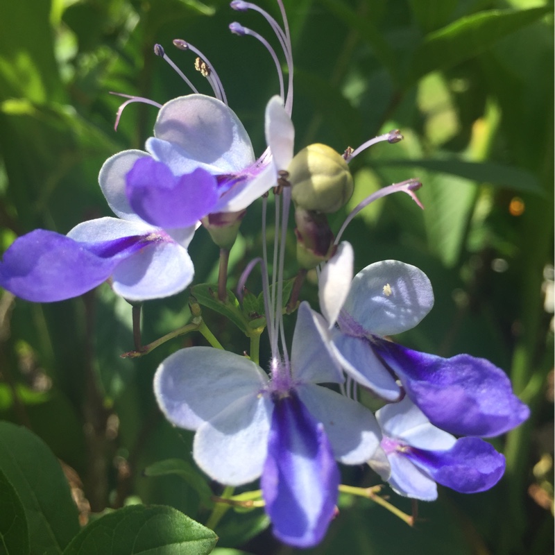 Plant image Clerodendrum myricoides 'Ugandense'