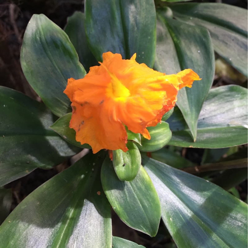 Plant image Chamaecostus cuspidatus syn. costus cuspidatus