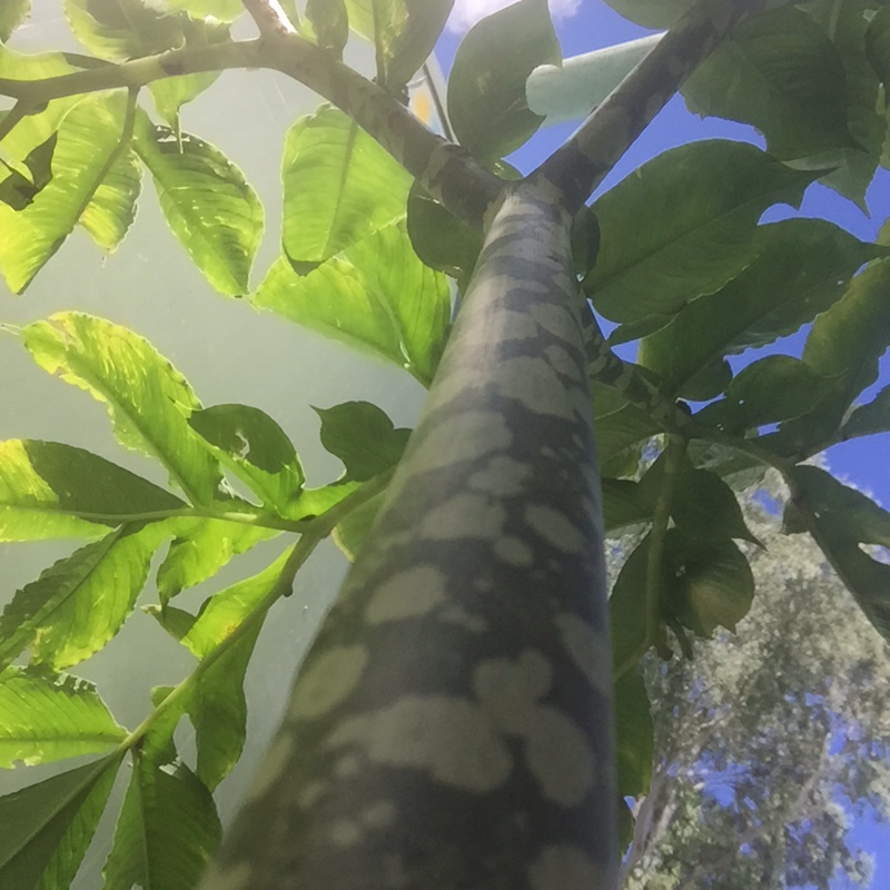 Amorphophallus bulbifer