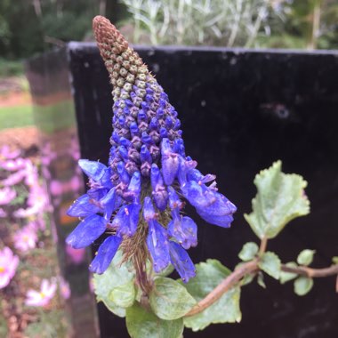 Pycnostachys urticifolia