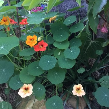 Tropaeolum majus