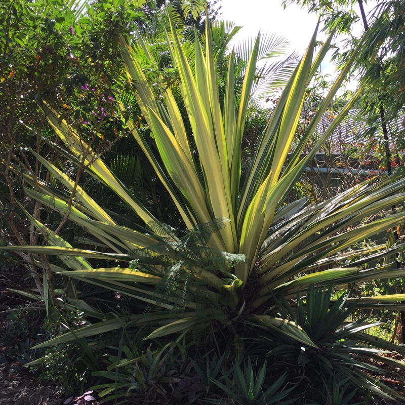 Agave Furcraea Foetida Mediopicta