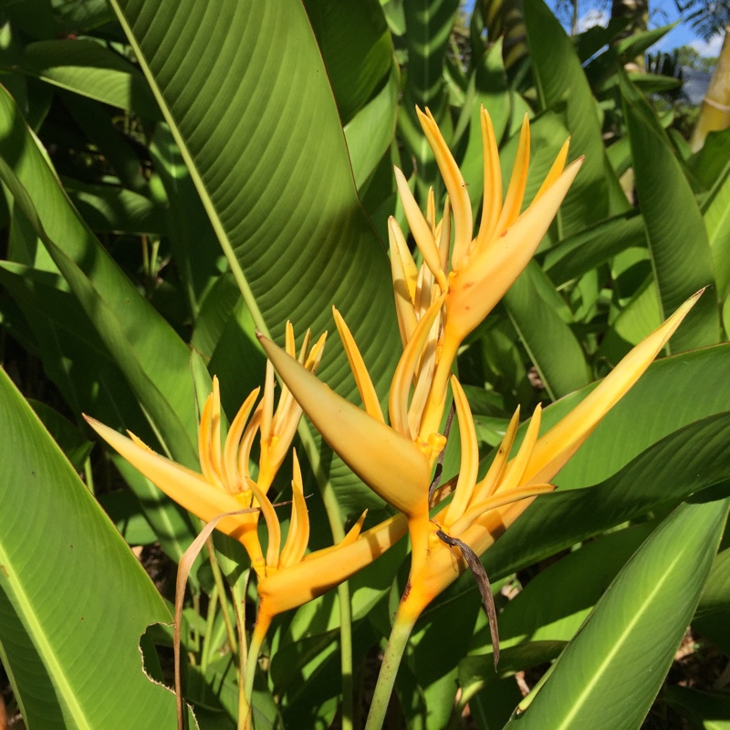 Heliconia