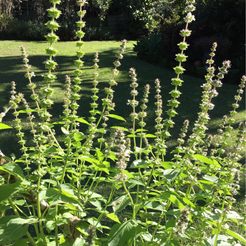 Plant image Ocimum x africanum  syn. Ocimum basilicum 'Lemon', Ocimum basilicum var. citriodorum, Ocimum x citriodorum, Ocimum citrodorum