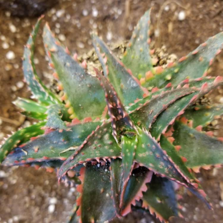 Plant image Aloe 'Christmas Sleigh'