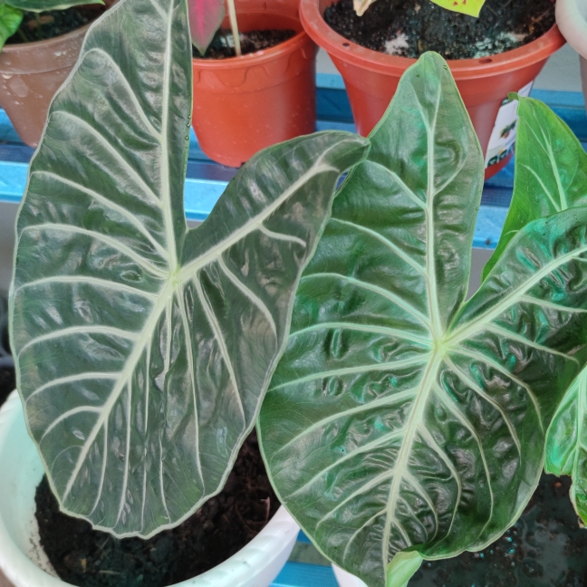 Plant image Alocasia Baginda 