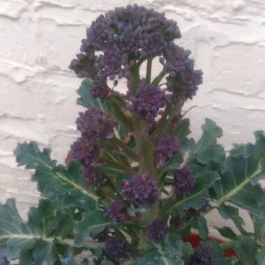 Broccoli 'Purple Sprouting'