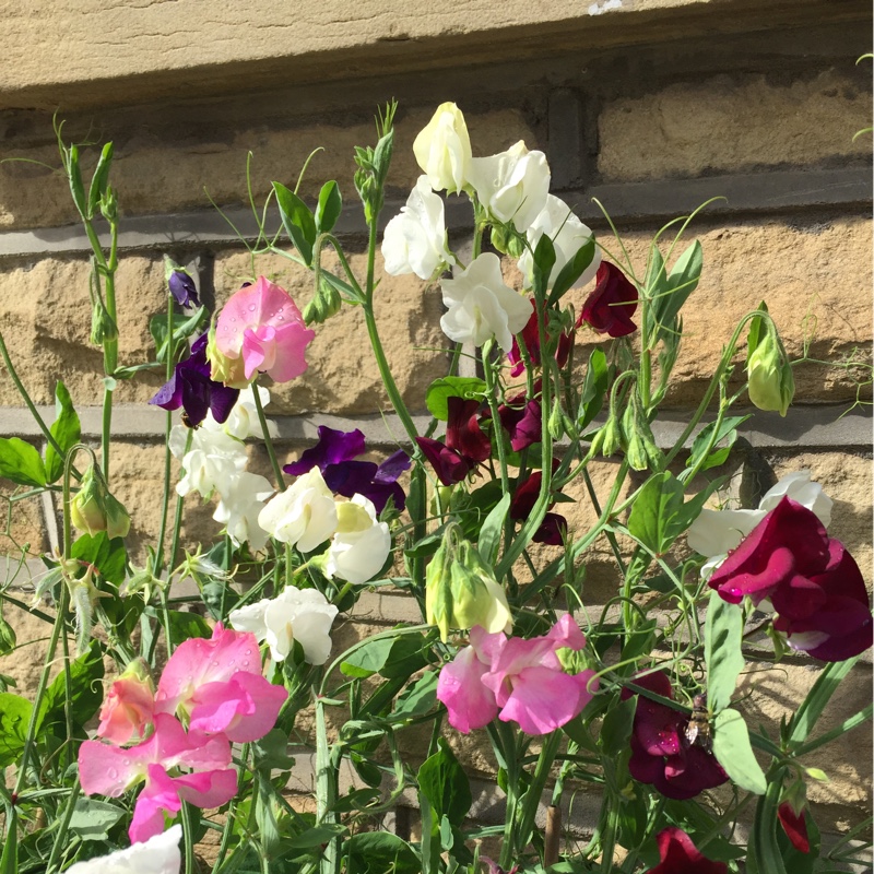 Sweet Pea 'Erewhon'