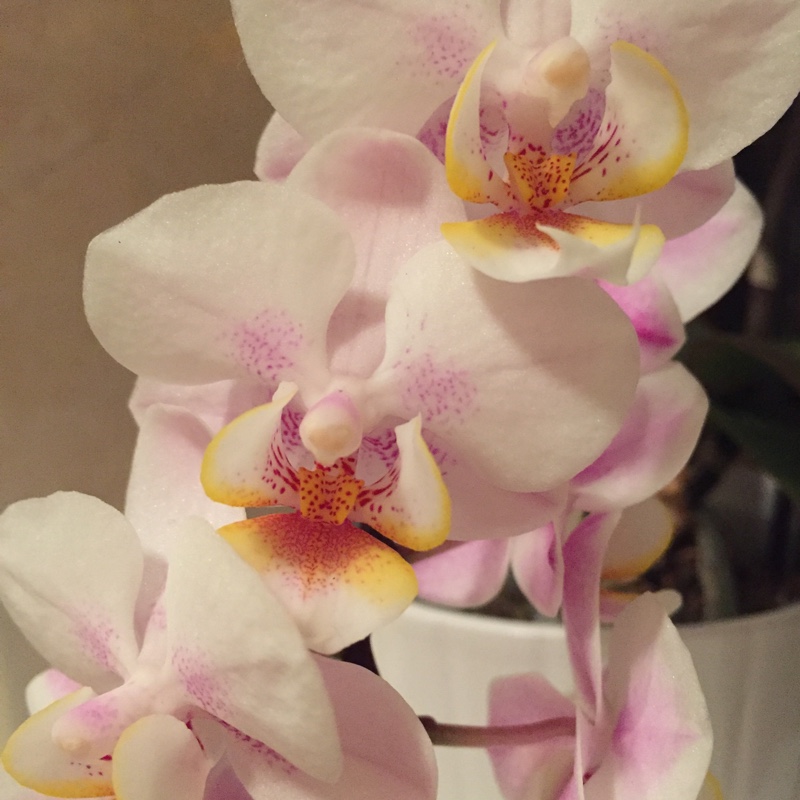 Moth Orchid