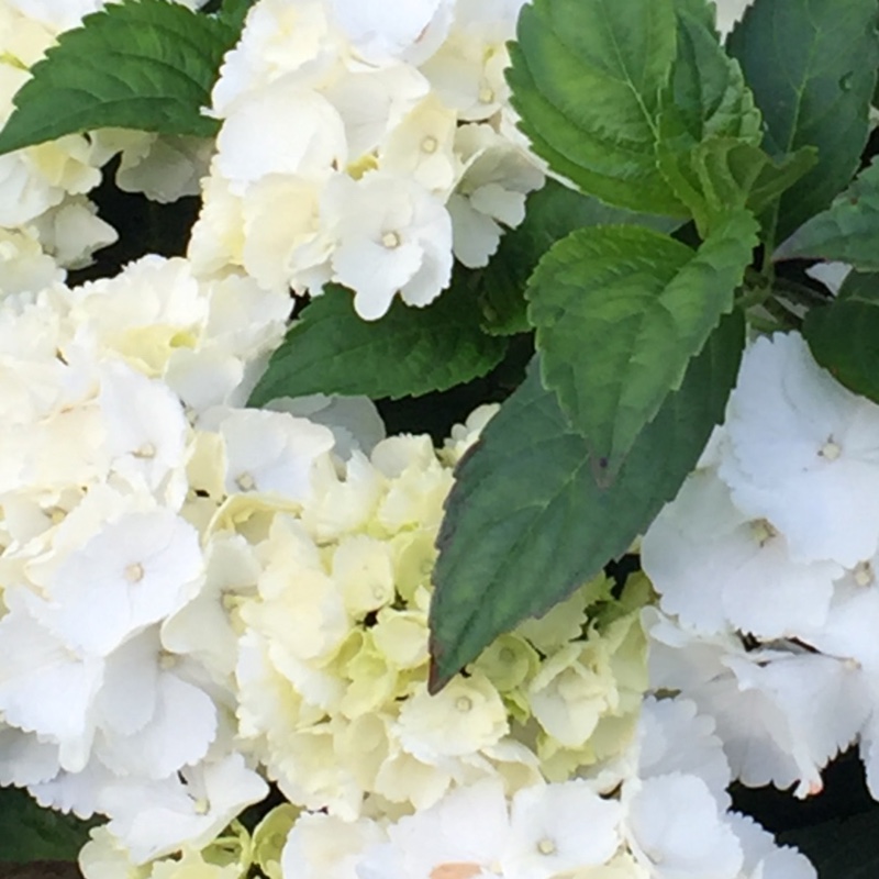 Hydrangea 'Schneeball'