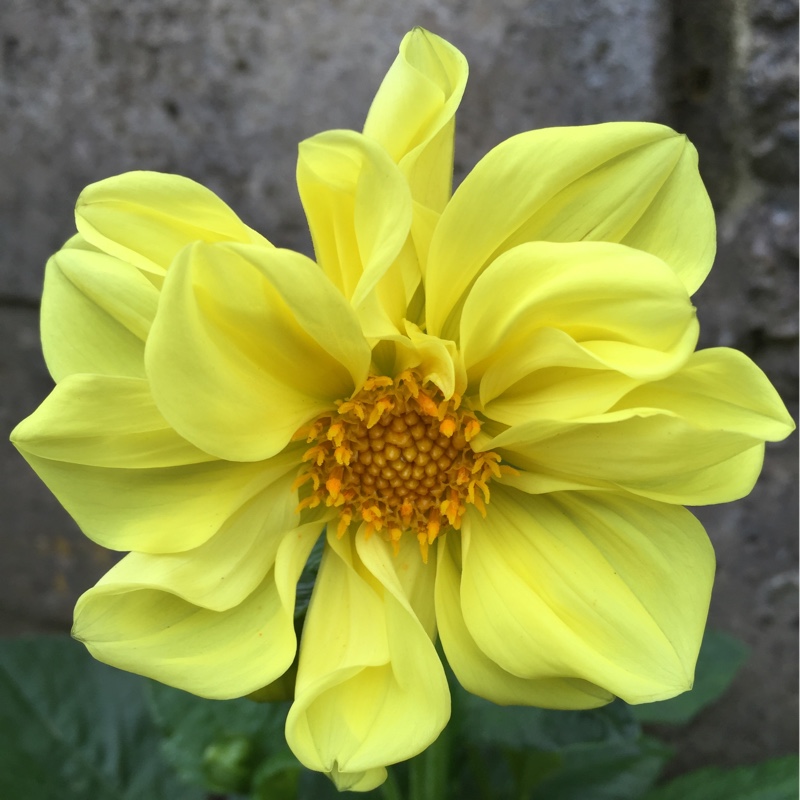 Dahlia 'Yellow Bird' (Collerette)