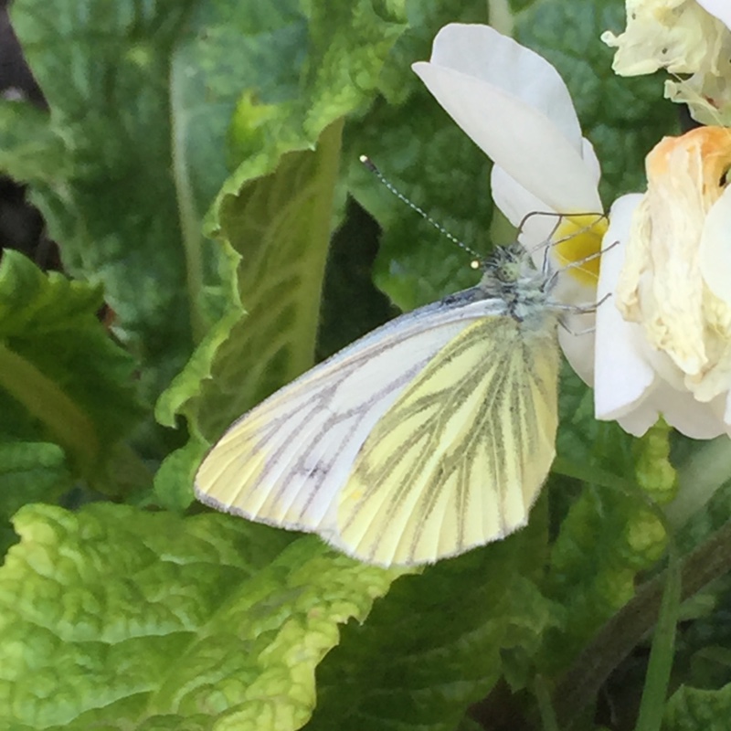 Belinda's garden