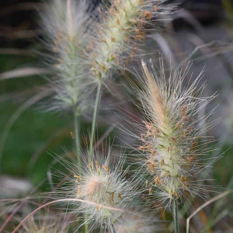 plant image 1109115