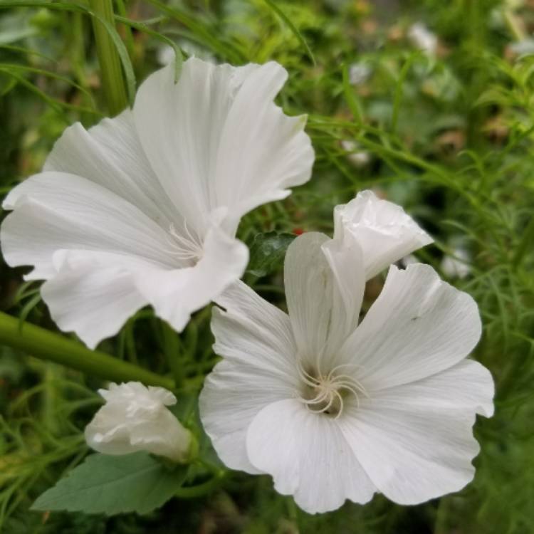 Plant image Lavatera trimestris 'White Beauty'