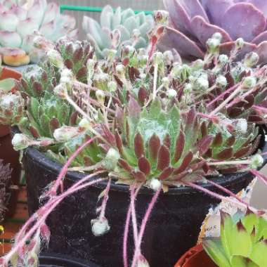 Sempervivum Arachnoideum subsp. Tomentosum