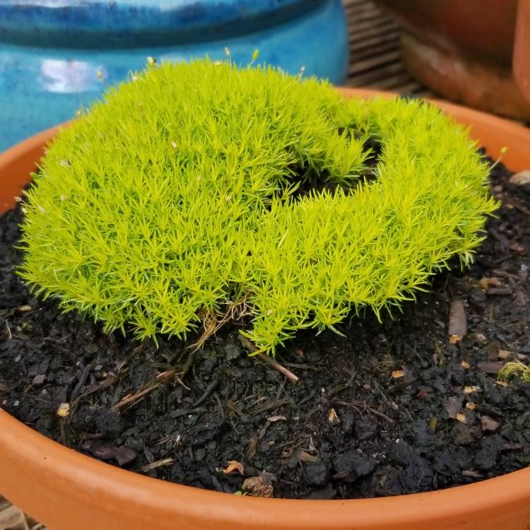 Plant image Sagina subulata 'Lime Moss'