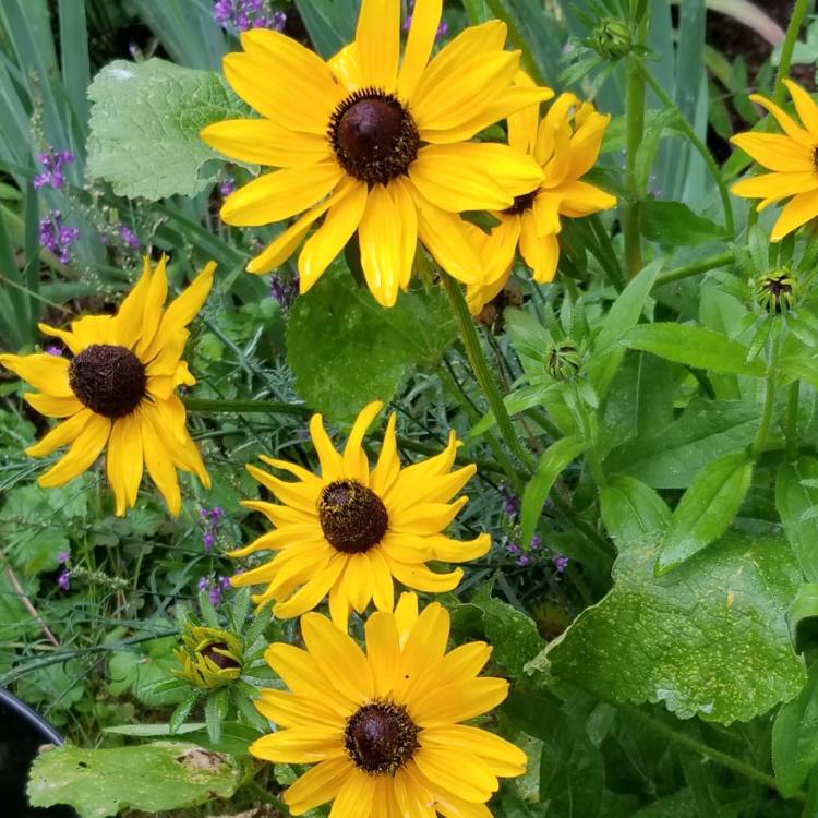 Plant image Rudbeckia 'Horrid'