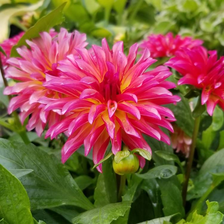 Plant image Dahlia 'Dalina Maxi Tampico'