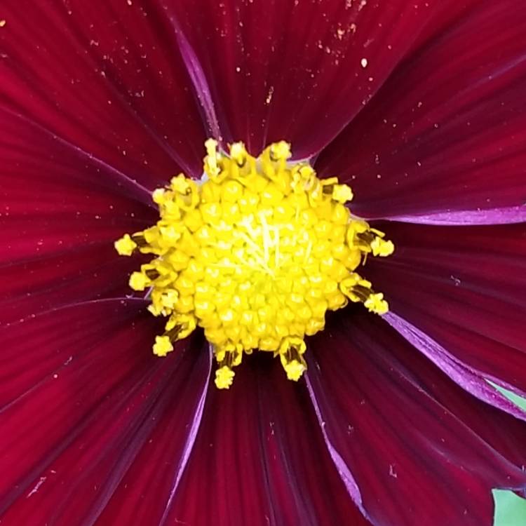 Plant image Cosmos bipinnatus 'Dazzler'