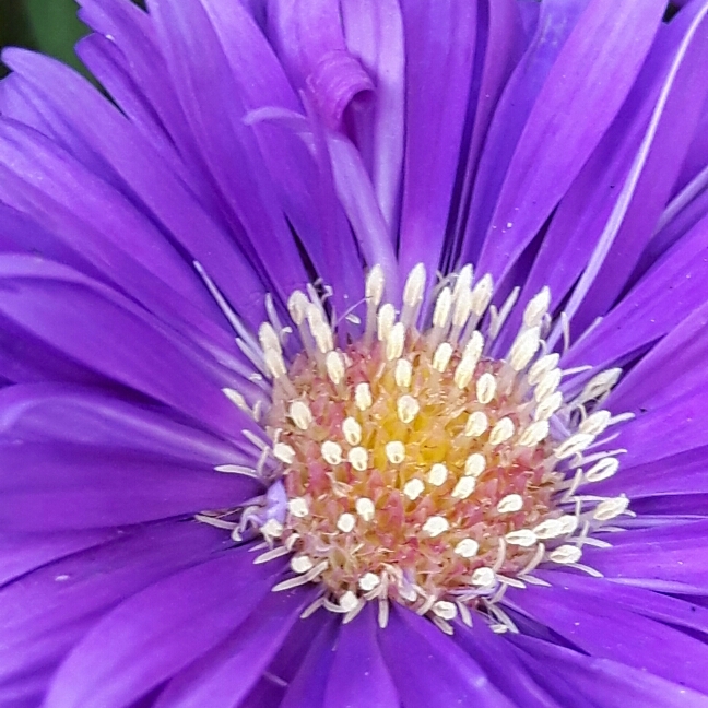 Plant image Aster novi-belgii 'Eventide'