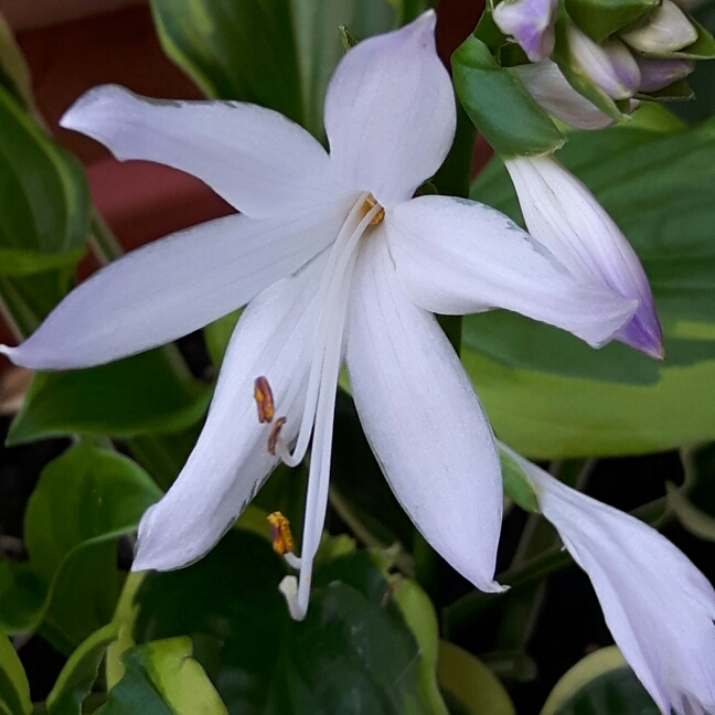 Plant image Hosta 'So Sweet'