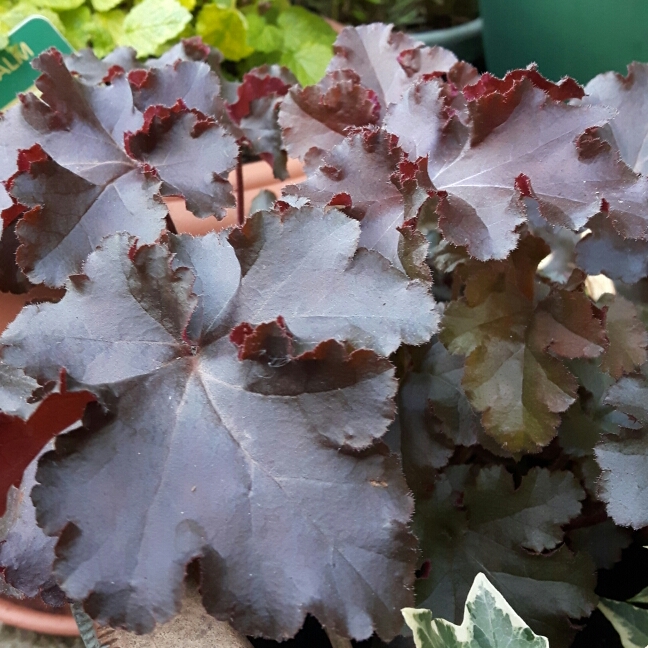 Plant image Heuchera 'Melting Fire'