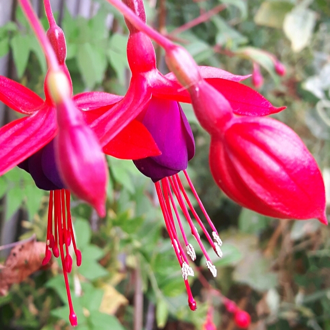 Plant image Fuchsia 'Lady In Black'