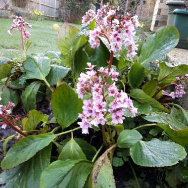 Bergenia 'Biedermeier'