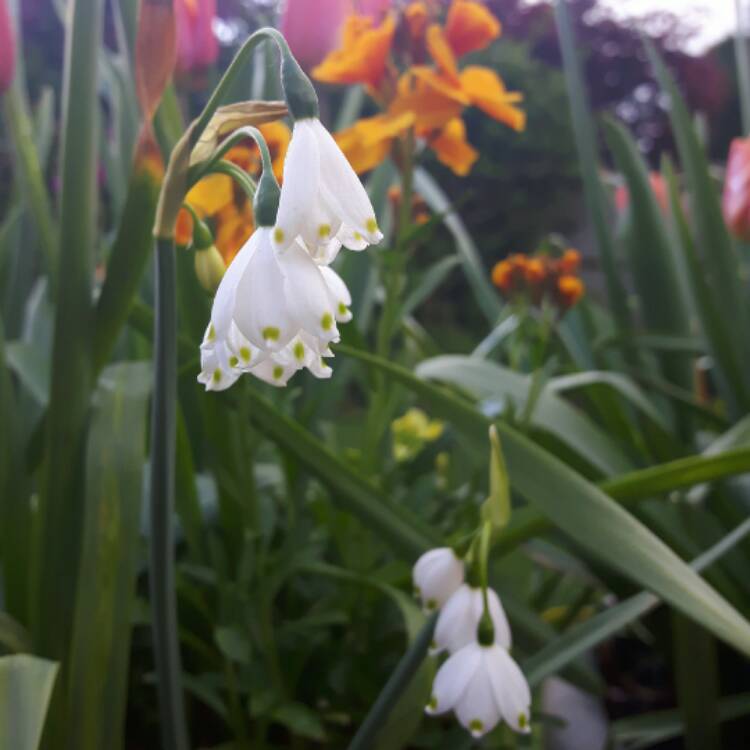 Plant image Leucojum aestivum 'Gravetye Giant'