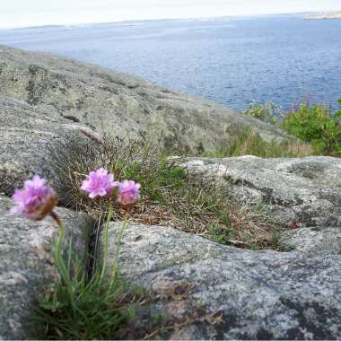 Armeria Caespitosa